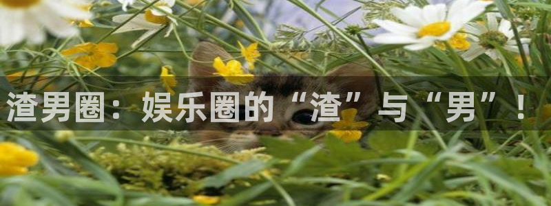 焦点娱乐的平台