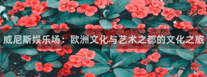 焦点娱乐分红代理计划